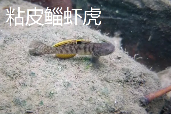 棒花鱼和虾虎鱼有什么区别,形态、习性、分布范围都不同