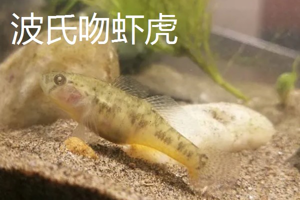 棒花鱼和虾虎鱼有什么区别,形态、习性、分布范围都不同