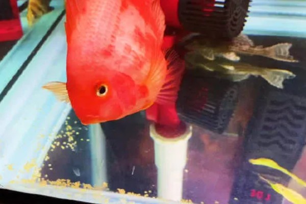 鹦鹉鱼的产卵间隔，繁殖期间每隔7-10天产一次