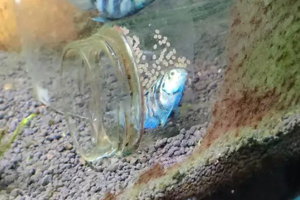 鹦鹉鱼的产卵间隔，繁殖期间每隔7-10天产一次