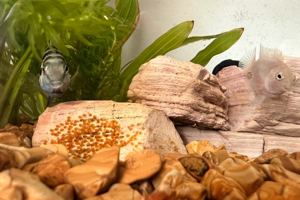 鹦鹉鱼的产卵间隔，繁殖期间每隔7-10天产一次