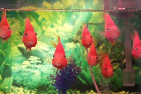 鹦鹉鱼的产卵间隔，繁殖期间每隔7-10天产一次