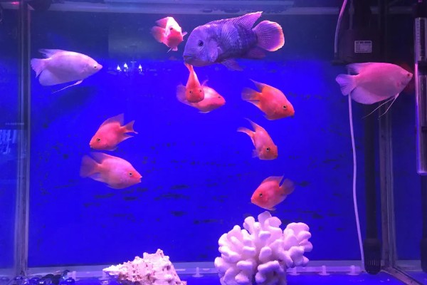 鹦鹉鱼的产卵间隔，繁殖期间每隔7-10天产一次