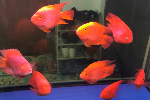 鹦鹉鱼的产卵间隔，繁殖期间每隔7-10天产一次