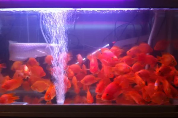 鹦鹉鱼的产卵间隔，繁殖期间每隔7-10天产一次