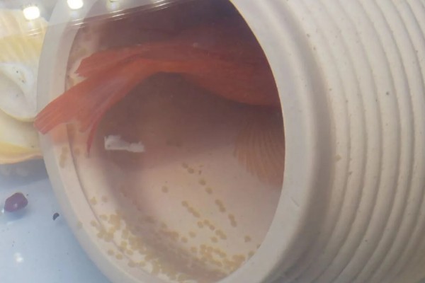 鹦鹉鱼的产卵间隔，繁殖期间每隔7-10天产一次