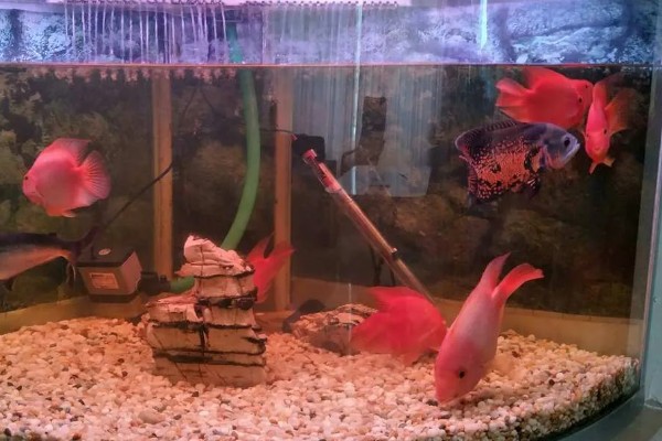 鹦鹉鱼的产卵间隔，繁殖期间每隔7-10天产一次