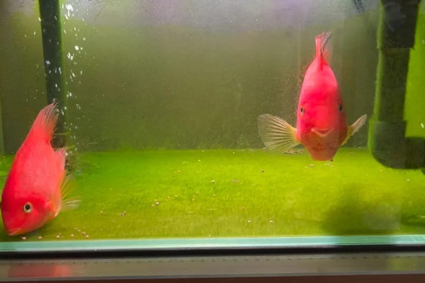 鹦鹉鱼的产卵间隔，繁殖期间每隔7-10天产一次