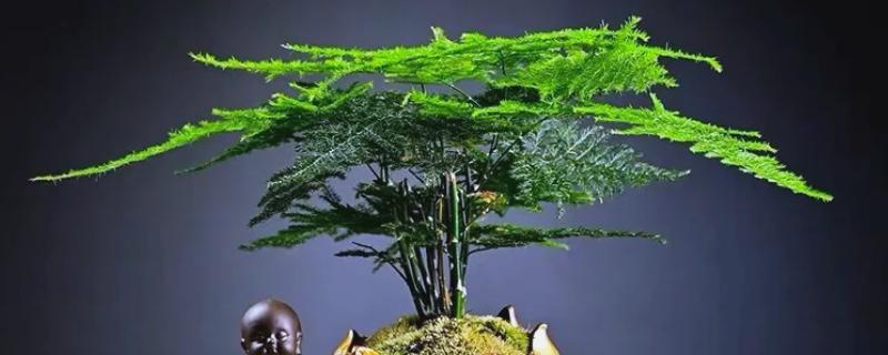 文竹如何打顶，需及时摘除生长点