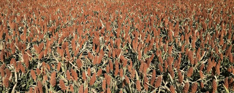 高粱黑葱花霉根腐病怎么防治，采取高垄或高畦栽培可减轻发病