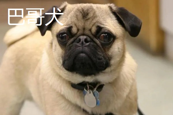 巴哥犬和法斗犬的简介,前者原产于北京、后者原产于法国