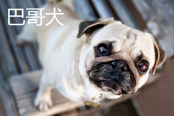 巴哥犬和法斗犬的简介,前者原产于北京、后者原产于法国