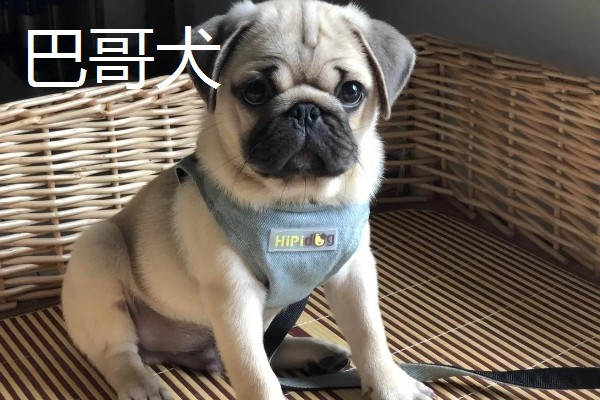 巴哥犬和法斗犬的简介,前者原产于北京、后者原产于法国