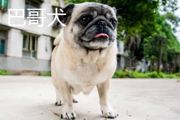 巴哥犬和法斗犬的简介,前者原产于北京、后者原产于法国