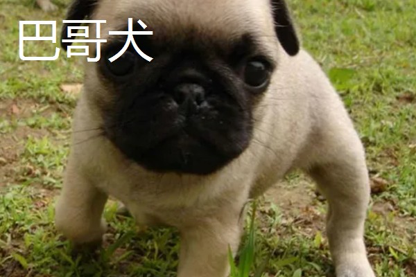 巴哥犬和法斗犬的简介,前者原产于北京、后者原产于法国