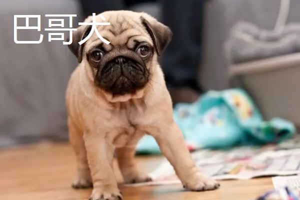 巴哥犬和法斗犬的简介,前者原产于北京、后者原产于法国