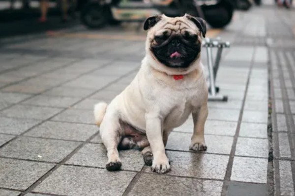 巴哥犬和法斗犬的简介,前者原产于北京、后者原产于法国