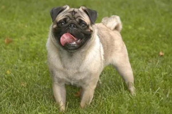 巴哥犬和法斗犬的简介,前者原产于北京、后者原产于法国