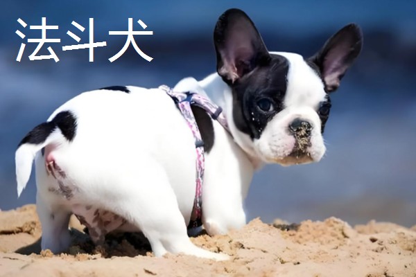 巴哥犬和法斗犬的简介,前者原产于北京、后者原产于法国