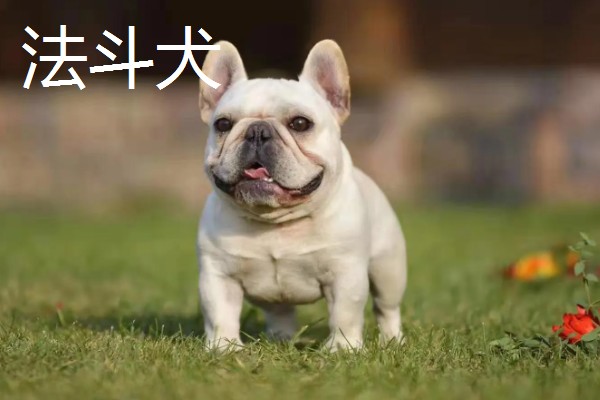 巴哥犬和法斗犬的简介,前者原产于北京、后者原产于法国