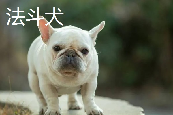 巴哥犬和法斗犬的简介,前者原产于北京、后者原产于法国