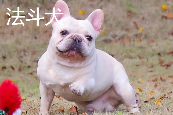 巴哥犬和法斗犬的简介,前者原产于北京、后者原产于法国