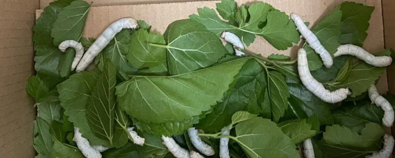 养蚕的盒子要不要盖上，盖上后可避免苍蝇在盒中产卵