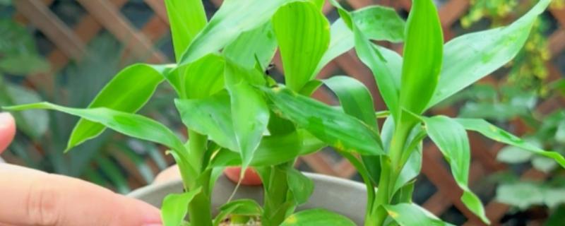 富贵竹叶子长白色斑点怎么处理，需及时剪去叶片