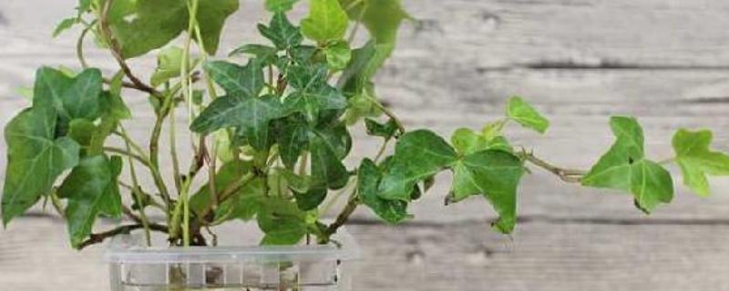 水培常春藤怎么快速生根，每隔7-10天换一次水