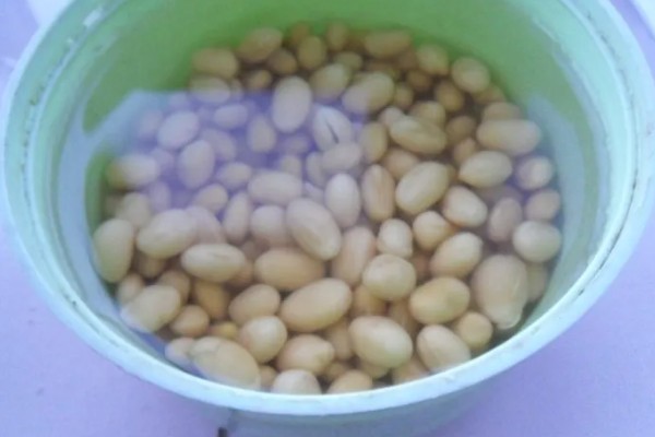 大豆的种植方法,种植前放入40度的温水中浸种