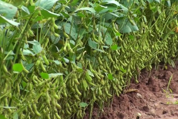 大豆的种植方法,种植前放入40度的温水中浸种