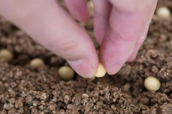 大豆的种植方法,种植前放入40度的温水中浸种