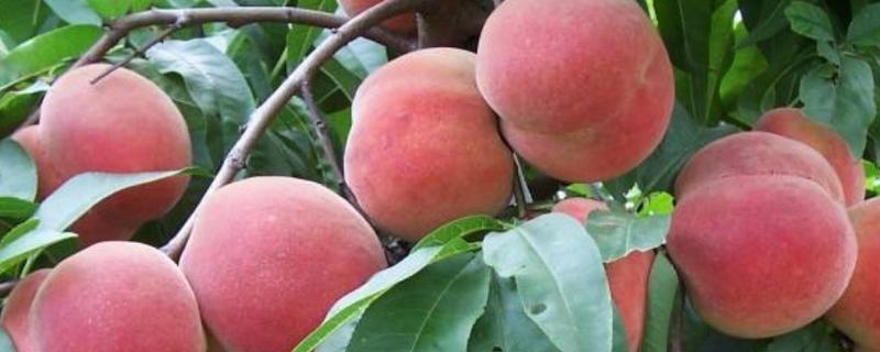 又脆又甜的桃子有哪些，早美脆、平谷大桃等品种满足要求