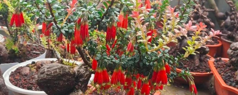 室内能不能种植五翅莓，可用疏松肥沃的土壤去栽培