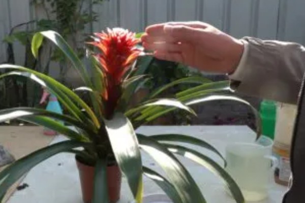 鸿运当头花叶有斑如何解决,过度浇水要排出积水并转移到通风处