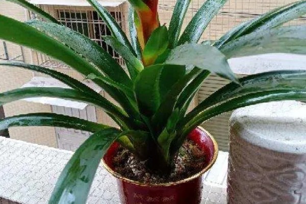 鸿运当头花叶有斑如何解决,过度浇水要排出积水并转移到通风处