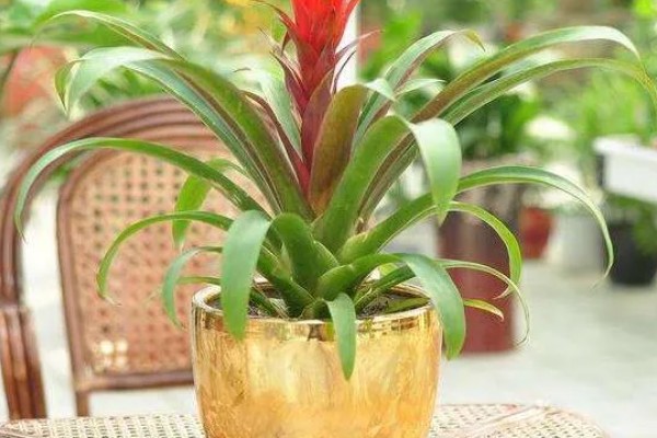 鸿运当头花叶有斑如何解决,过度浇水要排出积水并转移到通风处