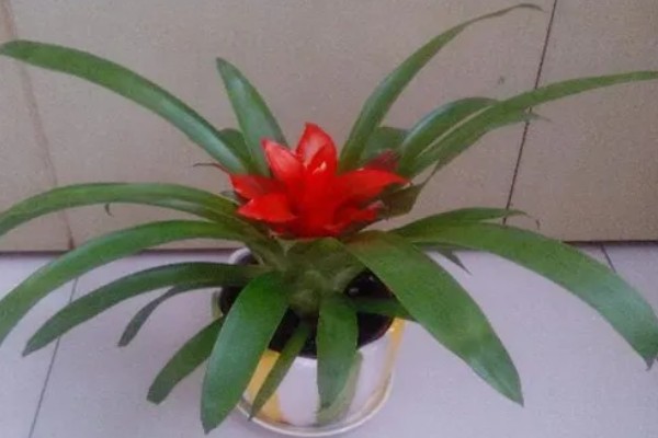 鸿运当头花叶有斑如何解决,过度浇水要排出积水并转移到通风处