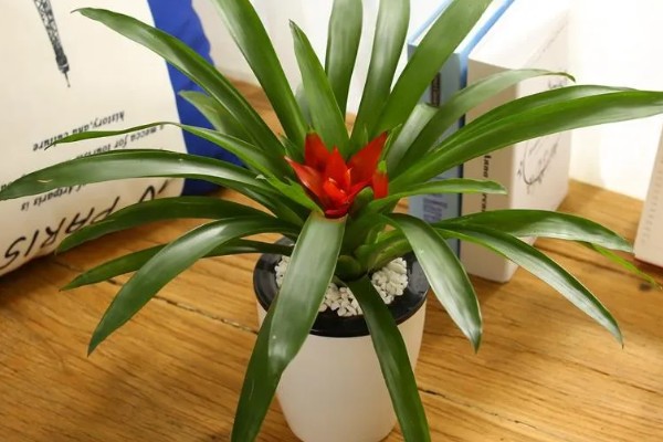 鸿运当头花叶有斑如何解决,过度浇水要排出积水并转移到通风处