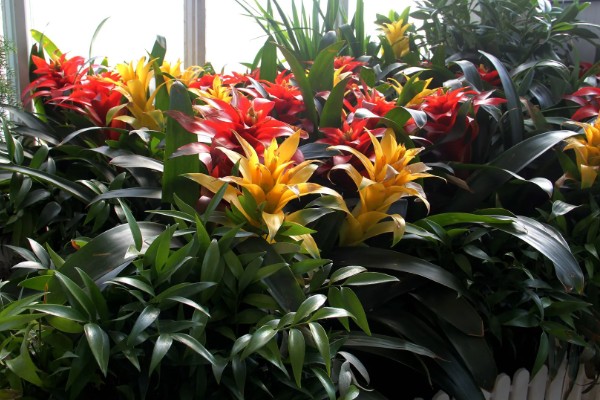 鸿运当头花叶有斑如何解决,过度浇水要排出积水并转移到通风处