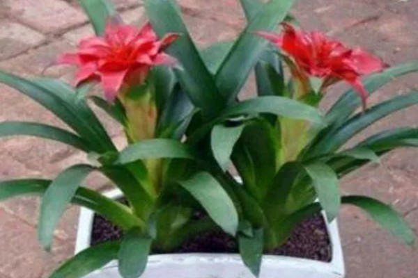 鸿运当头花叶有斑如何解决,过度浇水要排出积水并转移到通风处