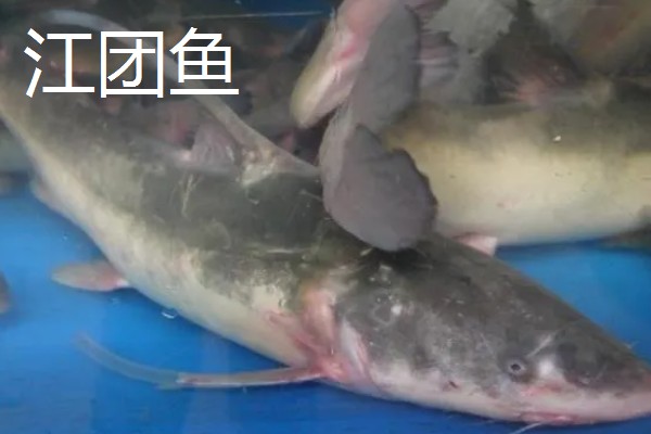 胡子鱼和江团鱼有什么区别,前者是指鲶鱼、后者是指鮰鱼