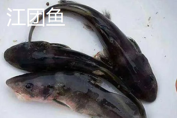 胡子鱼和江团鱼有什么区别,前者是指鲶鱼、后者是指鮰鱼