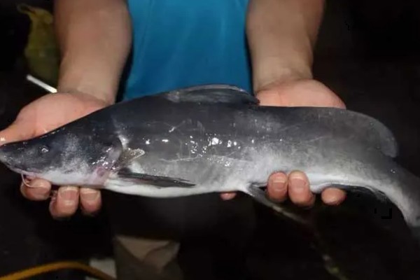 胡子鱼和江团鱼有什么区别,前者是指鲶鱼、后者是指鮰鱼