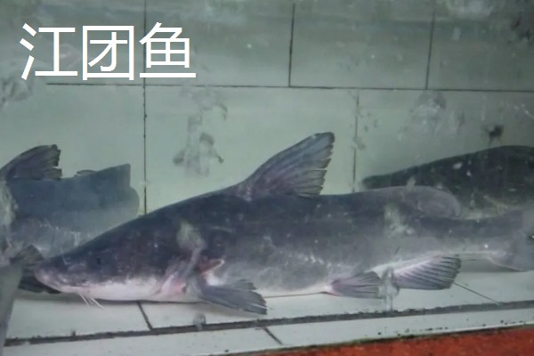 胡子鱼和江团鱼有什么区别,前者是指鲶鱼、后者是指鮰鱼