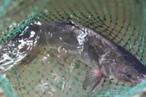 胡子鱼和江团鱼有什么区别,前者是指鲶鱼、后者是指鮰鱼