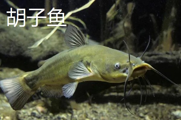 胡子鱼和江团鱼有什么区别,前者是指鲶鱼、后者是指鮰鱼