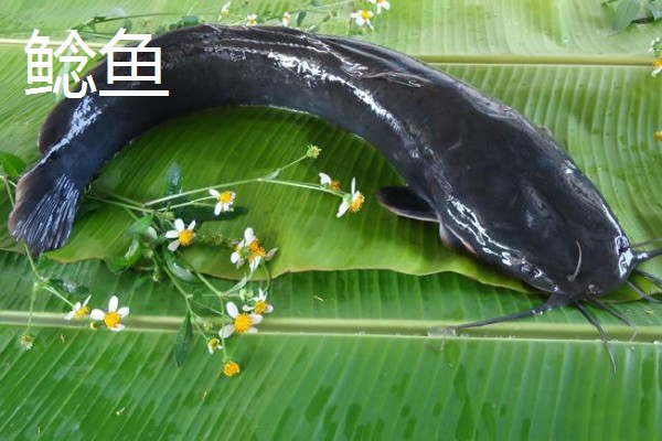 胡子鱼和江团鱼有什么区别,前者是指鲶鱼、后者是指鮰鱼