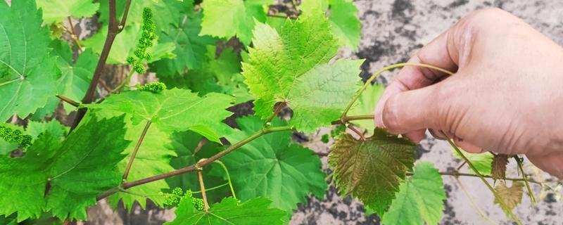 葡萄怎么摘心，分为轻摘心、重摘心和绝后摘心