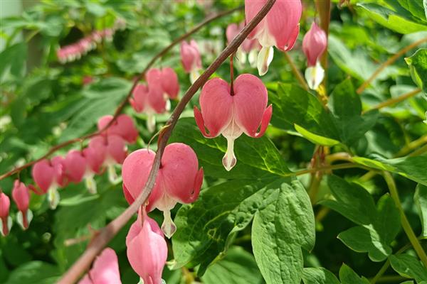 荷包花的花语，代表富贵吉祥、失落感伤等含义